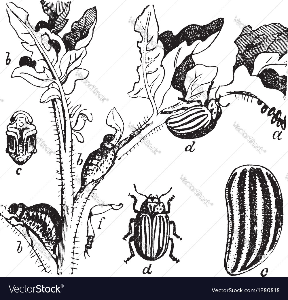 Colorado potato beetle engraving Royalty Free Vector Image