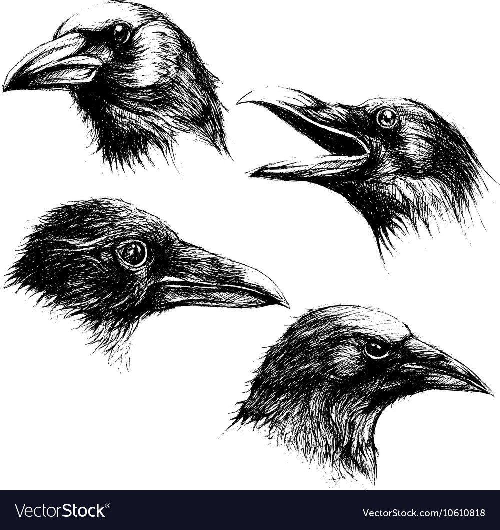 Crow Head Drawing