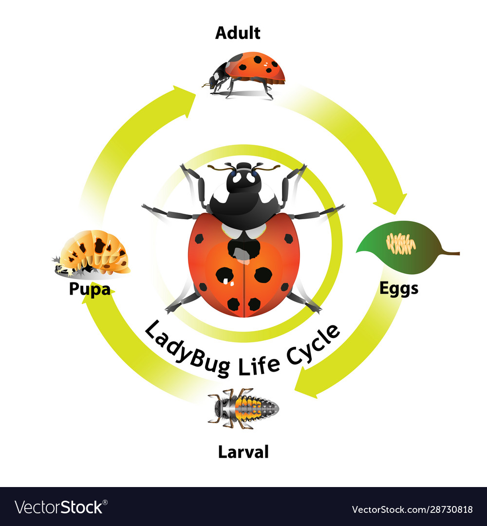 Ladybug life cycle Royalty Free Vector Image - VectorStock