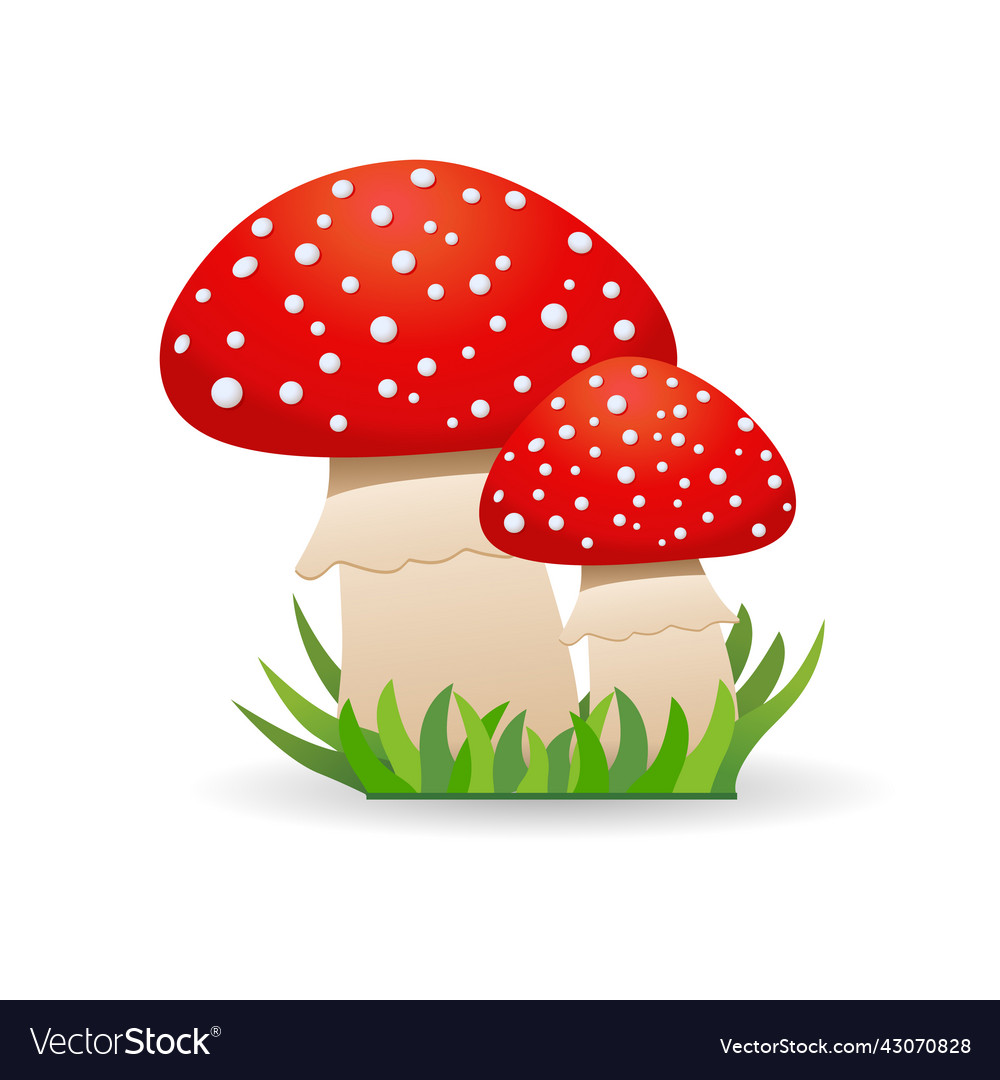 Inedible mushrooms fly agaric Royalty Free Vector Image