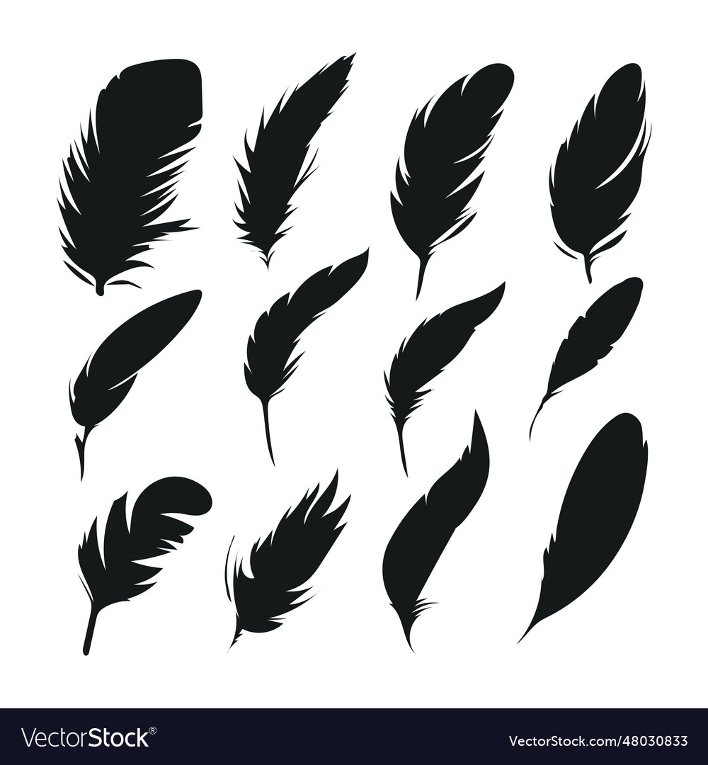 Black silhouettes of a bird feather feather Vector Image