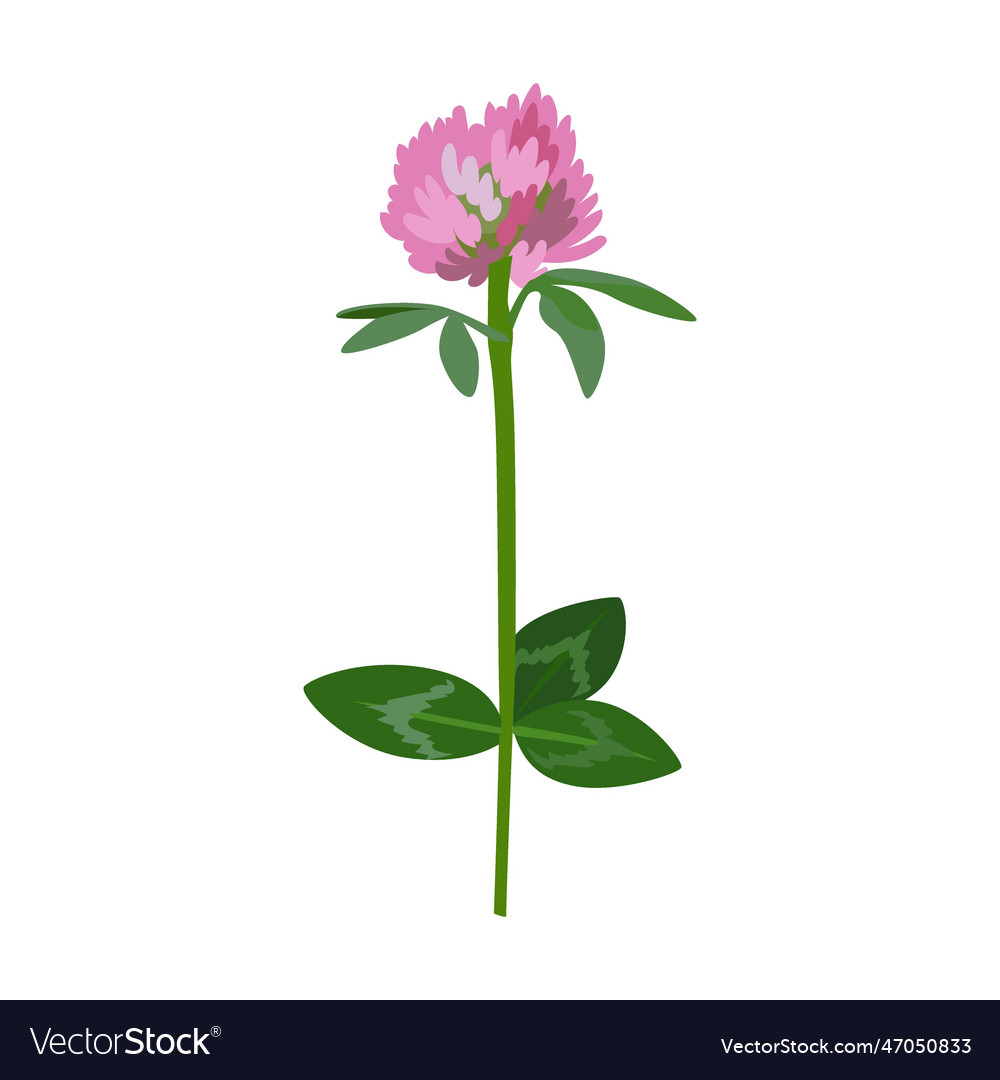 Field clover flower meadow Royalty Free Vector Image