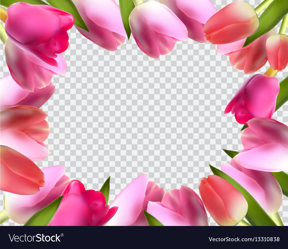 Beautiful pink realistic tulip frame Royalty Free Vector