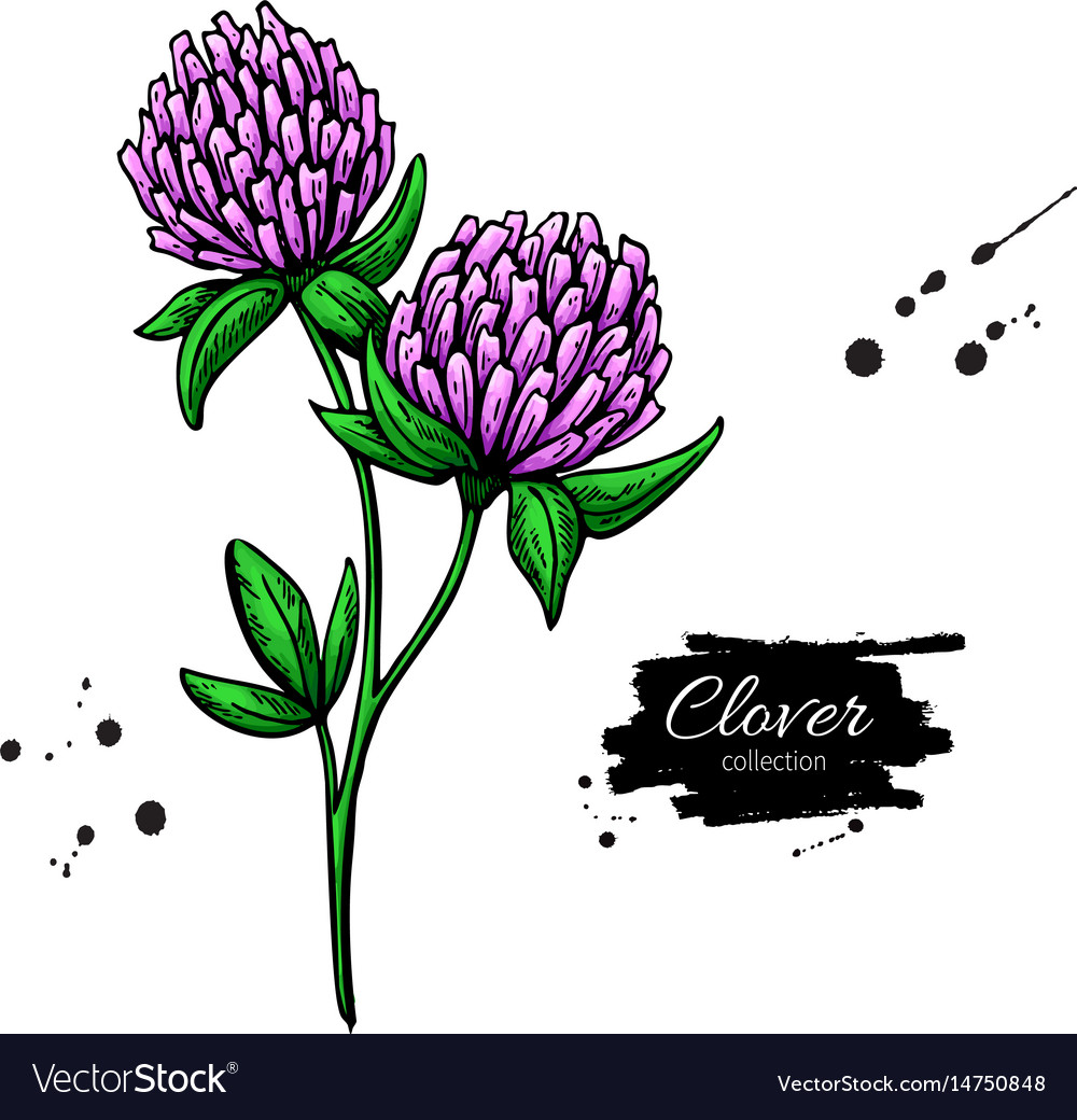 Clover flower drawing set isolated wild Royalty Free Vector