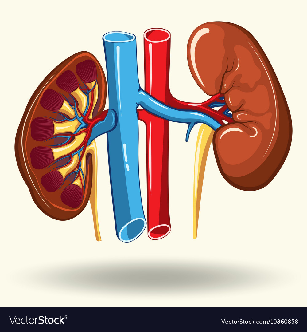 Human kidneys cartoon Royalty Free Vector Image Human kidneys cartoon Royalty Free Vector Image