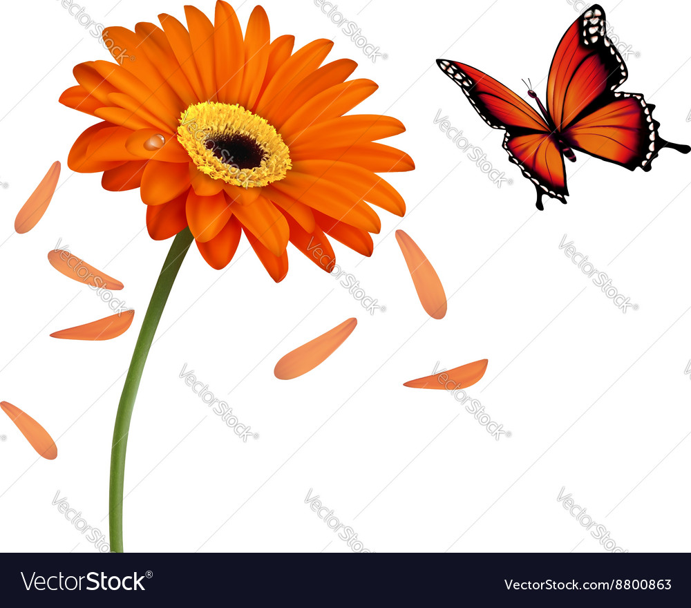 Nature summer orange flower with butterfly Vector Image