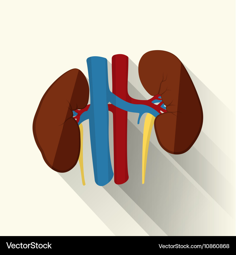 Kidney Function Vector Human kidneys flat Royalty Free Vector Image - VectorStock