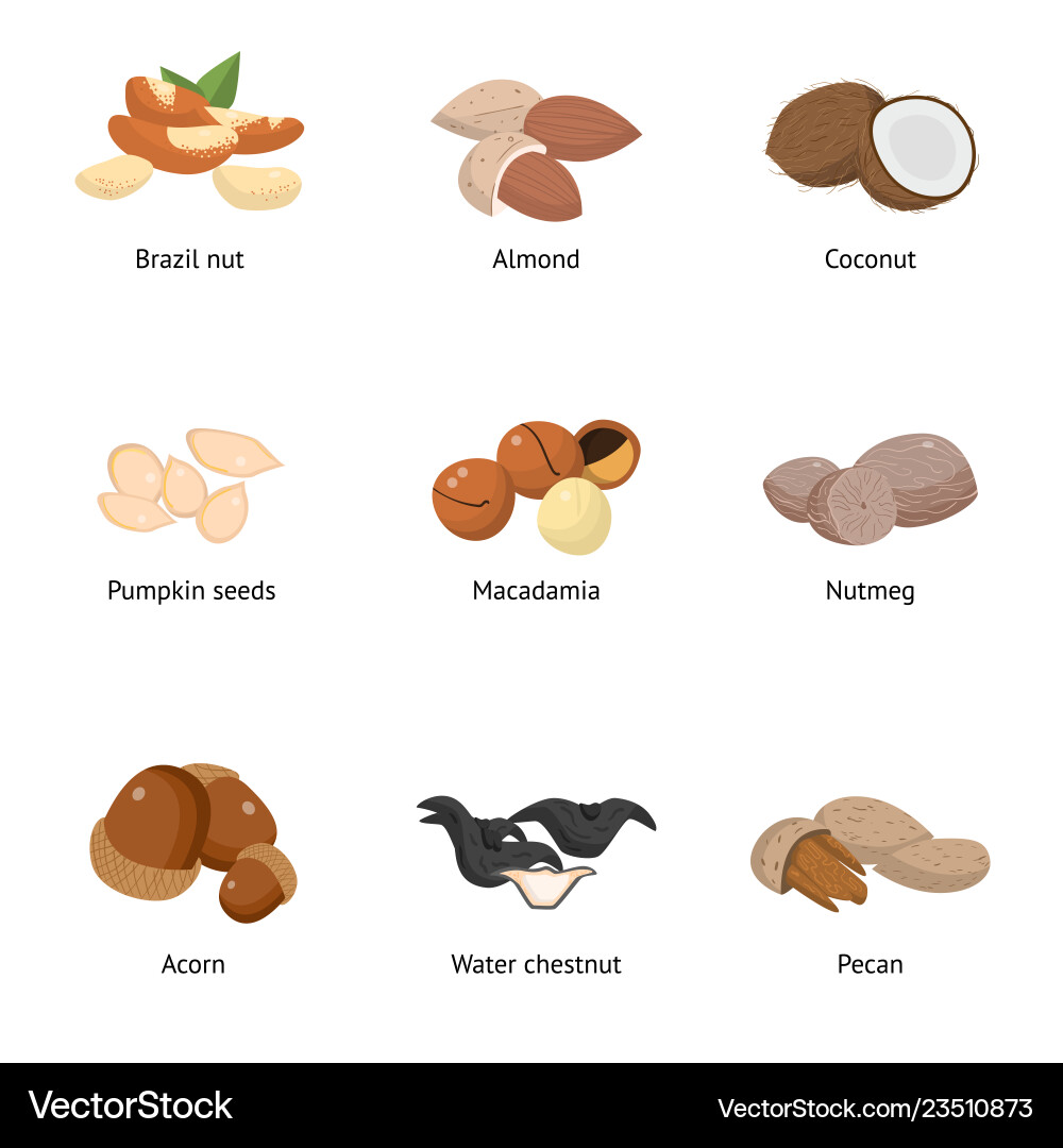 Set of different types nuts sunflower seeds Vector Image