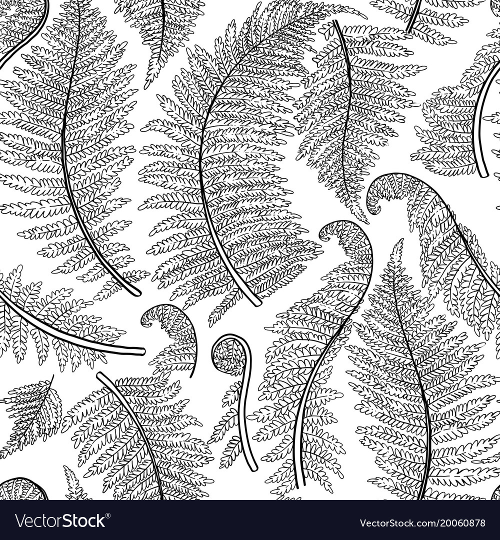 Graphic fern leaves Royalty Free Vector Image - VectorStock