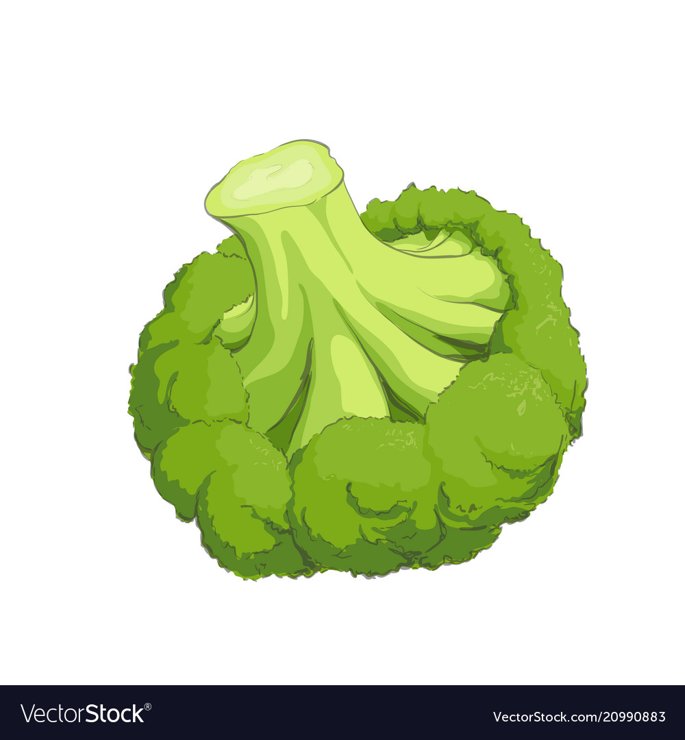 Download Green fresh broccoli Royalty Free Vector Image