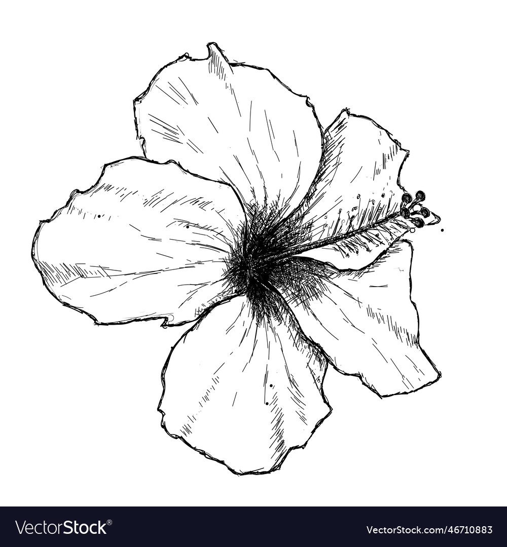 Hand drawn flower sketch of hibiscus or chinese Vector Image