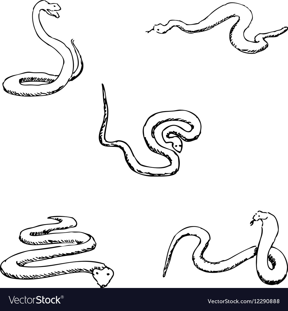 Snakes a sketch by hand pencil drawing Royalty Free Vector