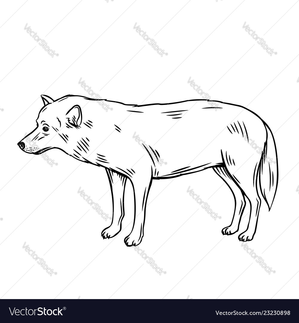 outline wolf icon royalty free vector image vectorstock outline of wolf