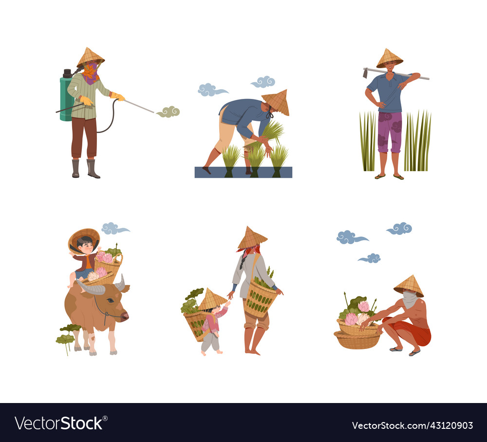 Asian Farmers Planting Harvesting Rice Lotus Vector Image