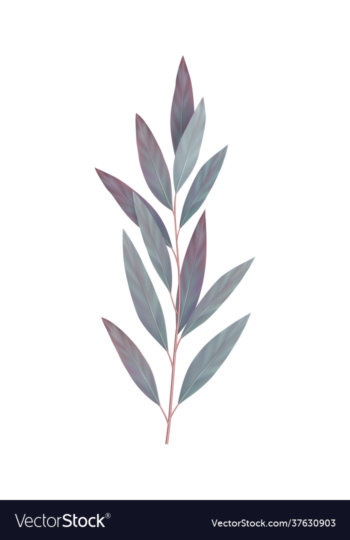 Eucalyptus realistic Royalty Free Vector Image