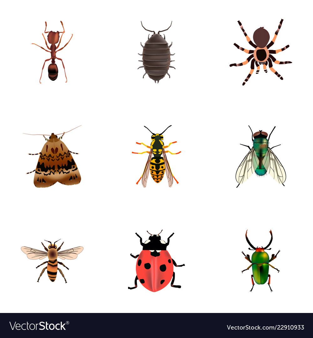 Set of bug realistic symbols with ladybug Vector Image