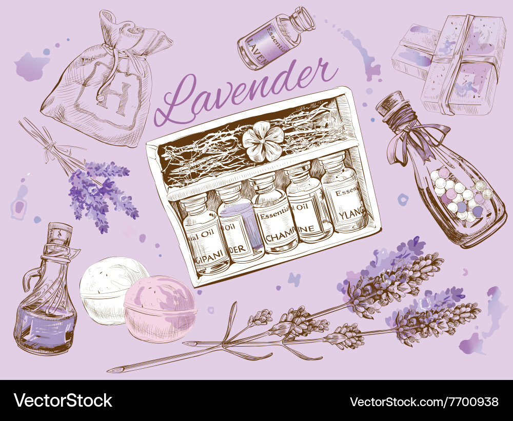 Lavender set Royalty Free Vector Image - VectorStock