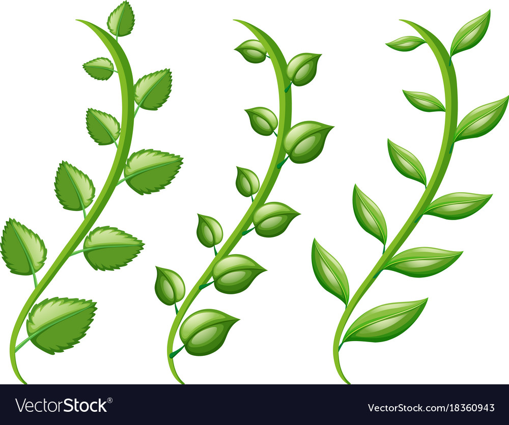 Different types vine Royalty Free Vector Image