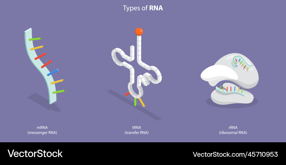 3d isometric flat conceptual Royalty Free Vector Image