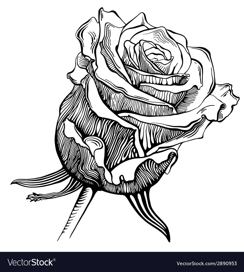 Black And White Digital Drawing Sketch Rose