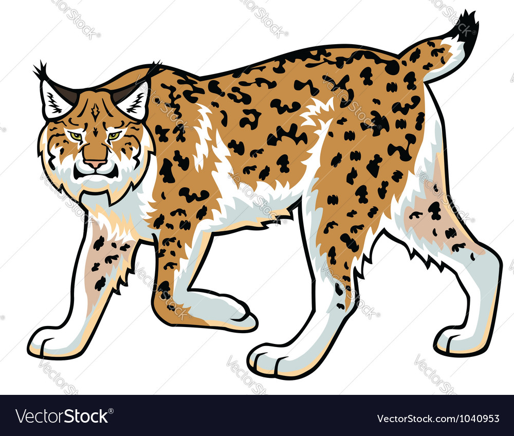 Lynx on white Royalty Free Vector Image - VectorStock