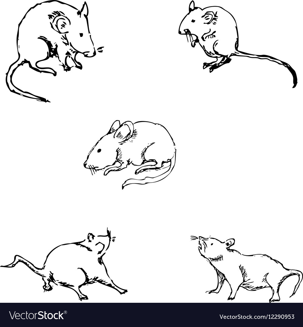 Sketch Mouse Rat On Rear Paws Hand Drawn Rodent Stock Illustration -  Download Image Now - Mouse - Animal, Animal, Sketch - iStock