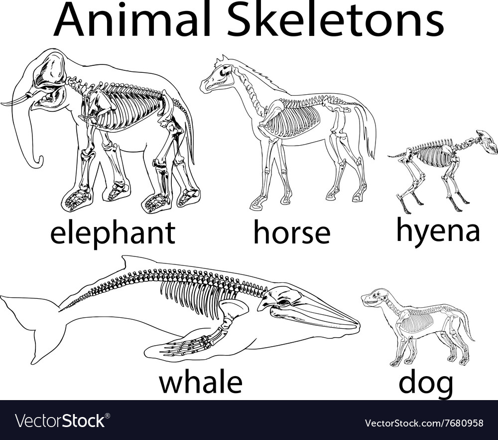 Skeletons different wild animal Royalty Free Vector Image