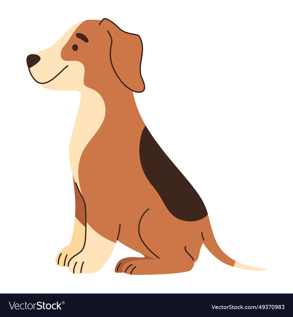 Dog breed beagle sitting Royalty Free Vector Image