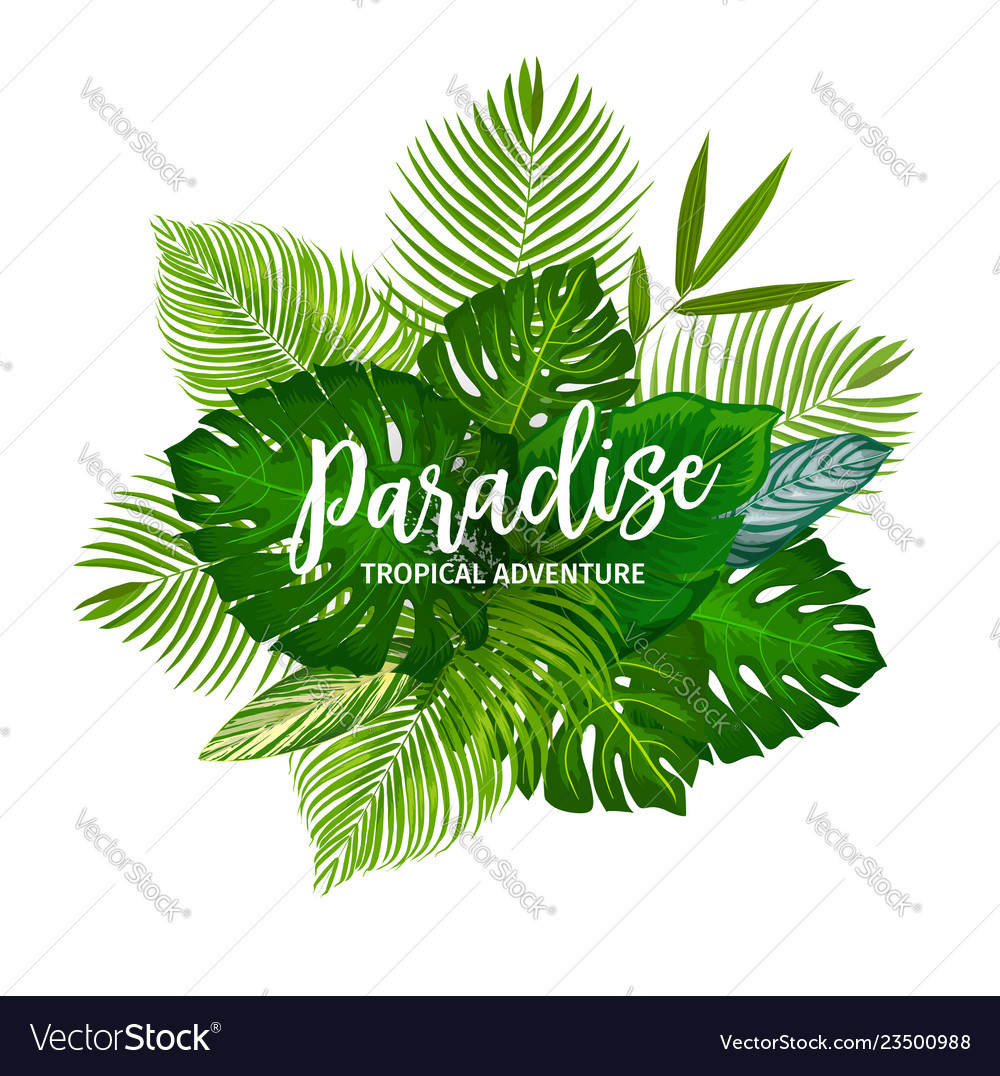 Tropical palm tree leaves and herbs Royalty Free Vector