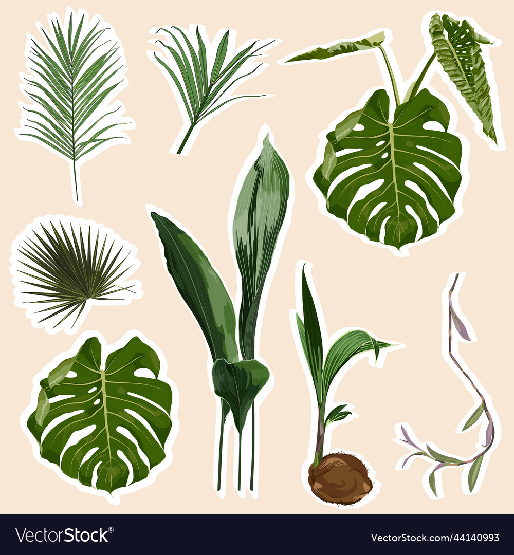 Set of stickers and icons tropical palm leaves Vector Image