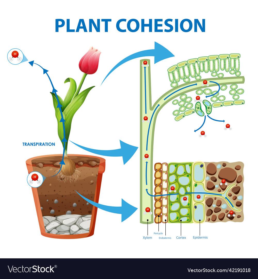 digram-showing-the-movement-of-water-in-plants-vector-image