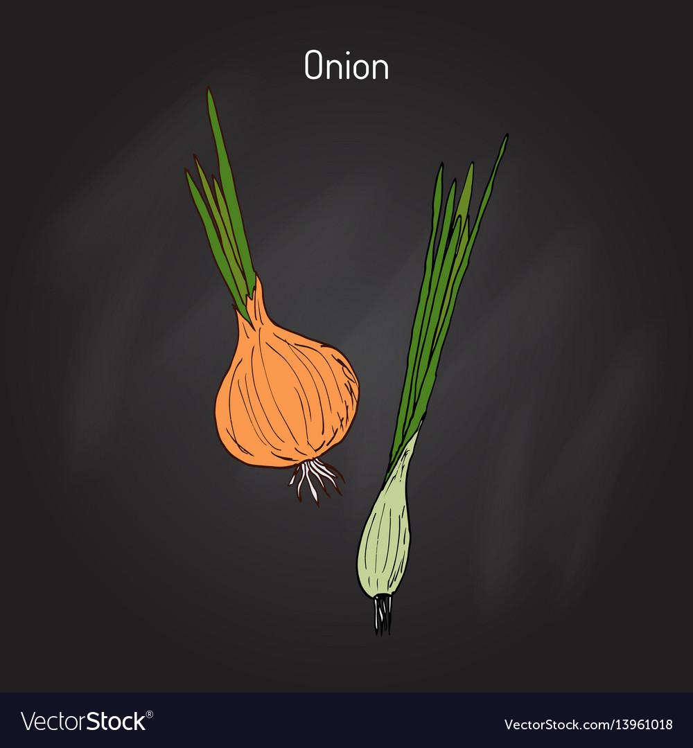 Hand drawn onion Royalty Free Vector Image - VectorStock