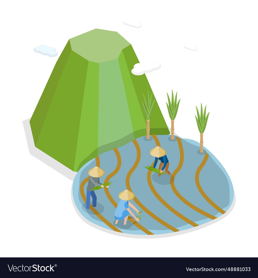 3d isometric flat of rice farm Royalty Free Vector Image