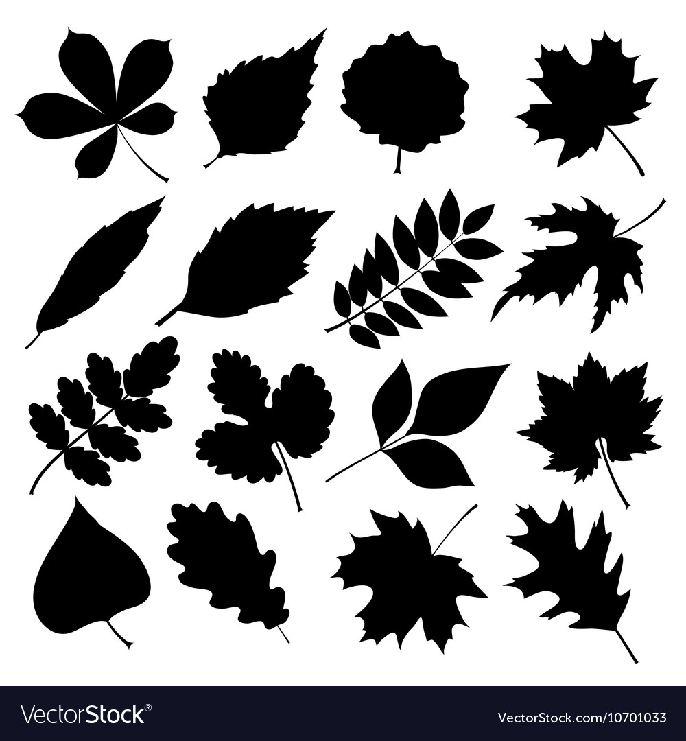 Set of black silhouettes of leaves on white Vector Image