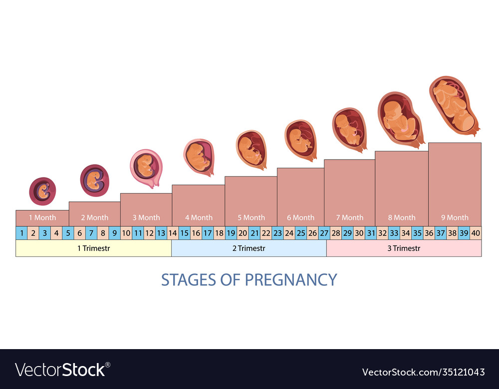 Stages pregnancy and bafetus development Vector Image