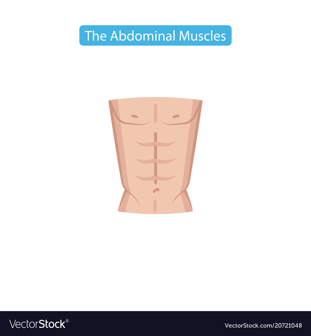 Abs, bady, body, chest, fitness, muscles, part icon - Download on Iconfinder