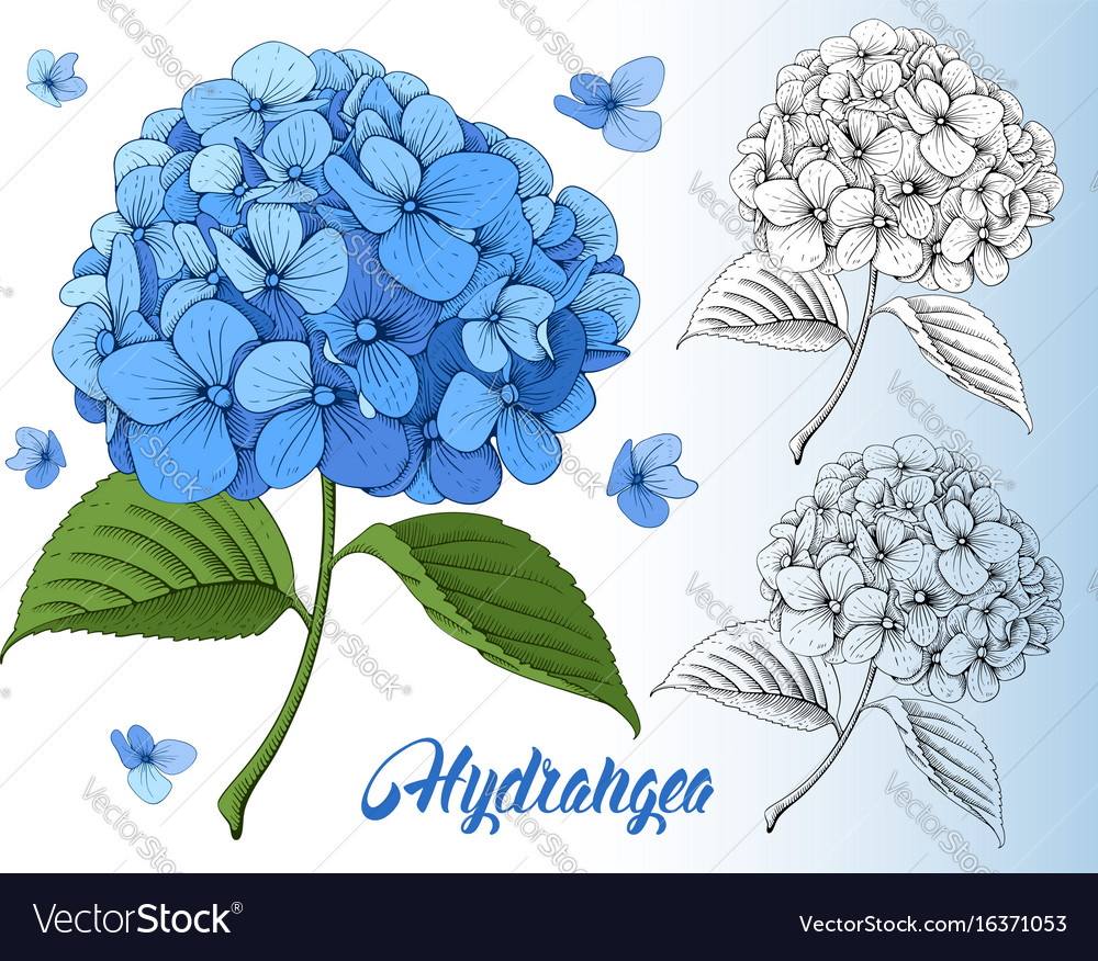 Luxurious hydrangea