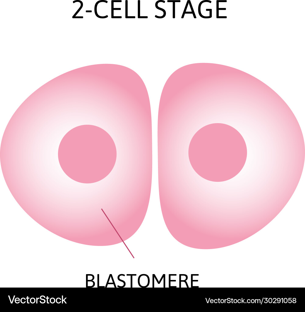 Human embryonic development or Royalty Free Vector Image
