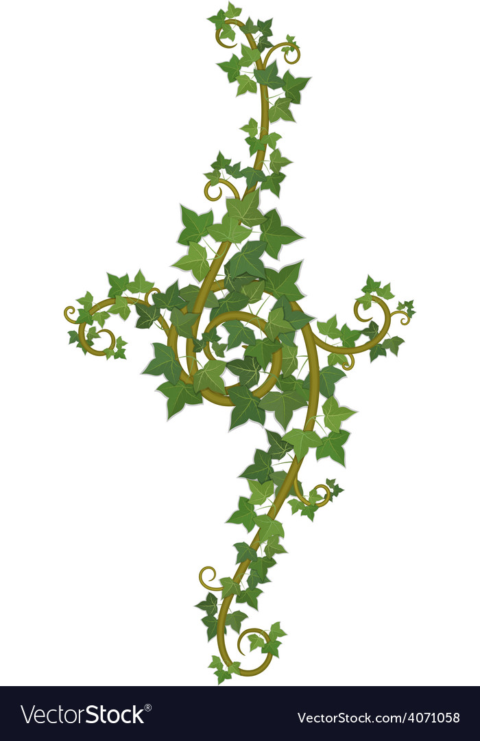 Ivy branch decor Royalty Free Vector Image - VectorStock