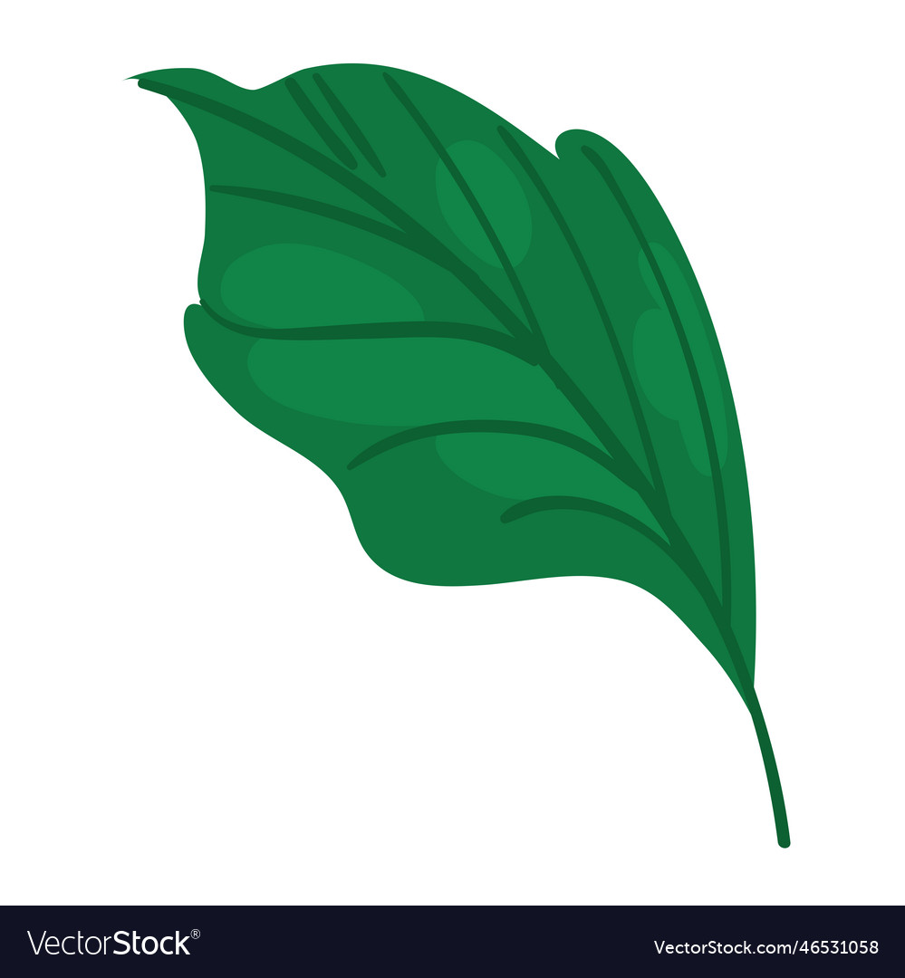 Leaf on white background Royalty Free Vector Image