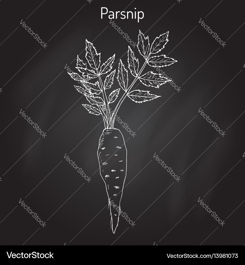 Parsnip root vegetable Royalty Free Vector Image
