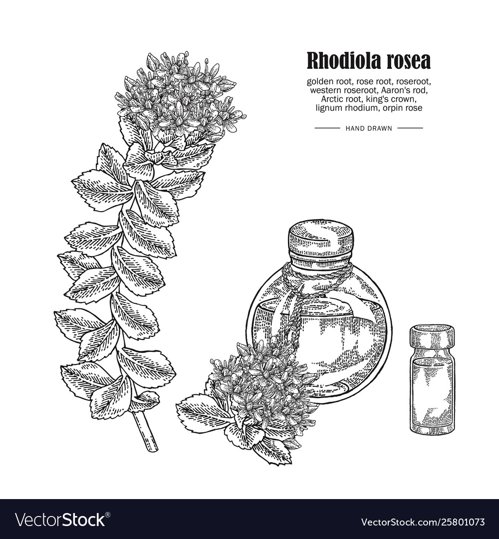 Rhodiola rosea branch and glass bottle isolated