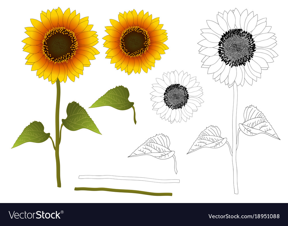 Free Free 163 Sunflower Outline Svg Free SVG PNG EPS DXF File