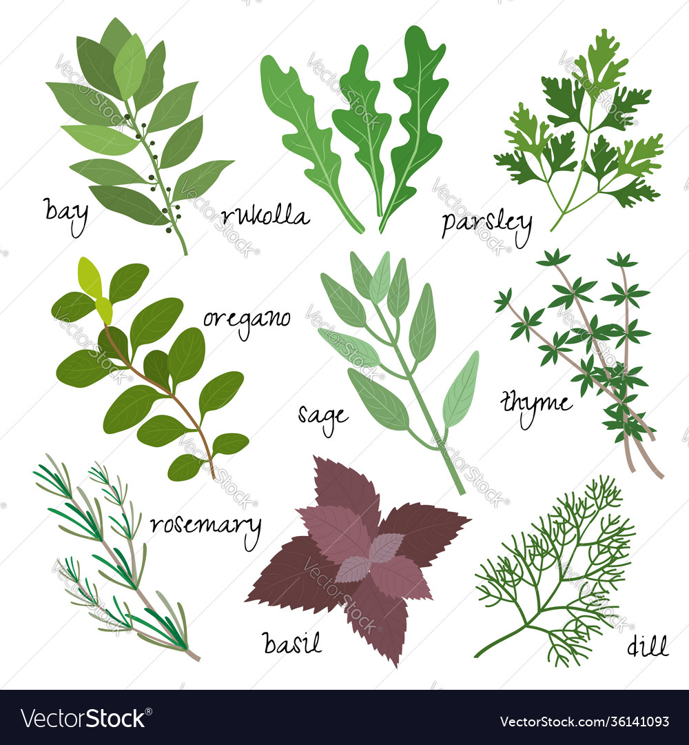 Herbs Royalty Free Vector Image - VectorStock