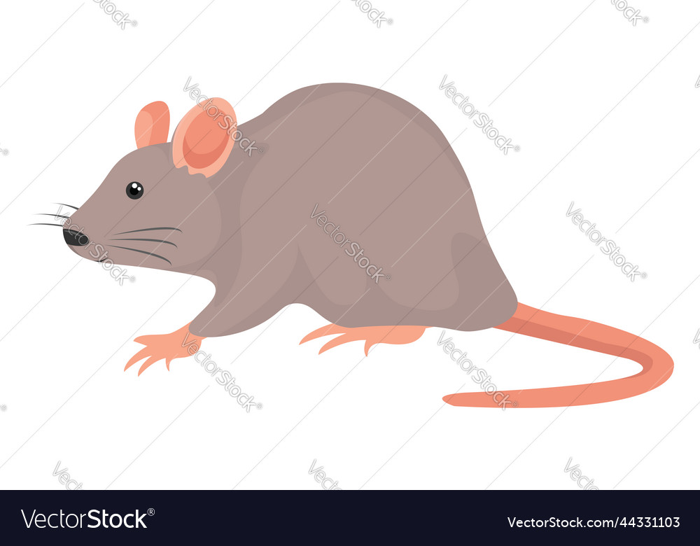 Grey Rat On A White Background Royalty Free Vector Image