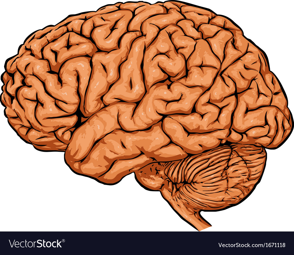 Brain Royalty Free Vector Image - VectorStock