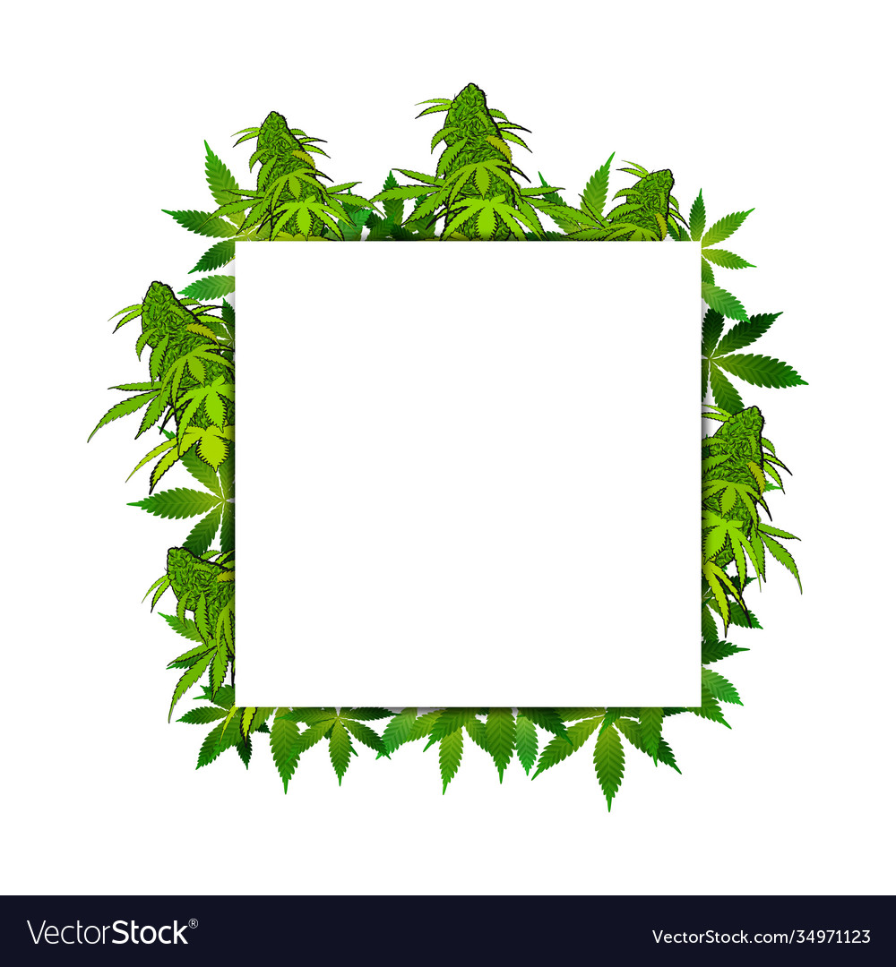 A square frame cannabis leaves vector image A square frame cannabis leaves