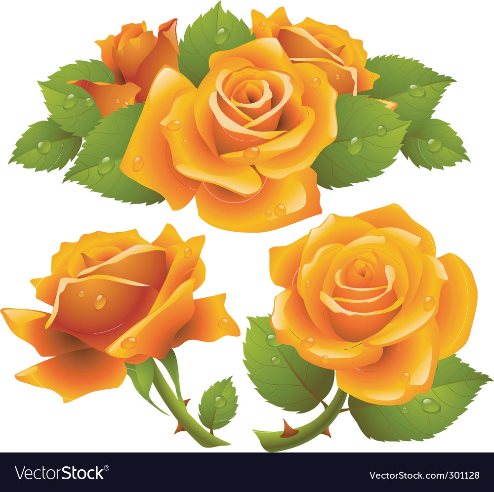 Roses set Royalty Free Vector Image - VectorStock