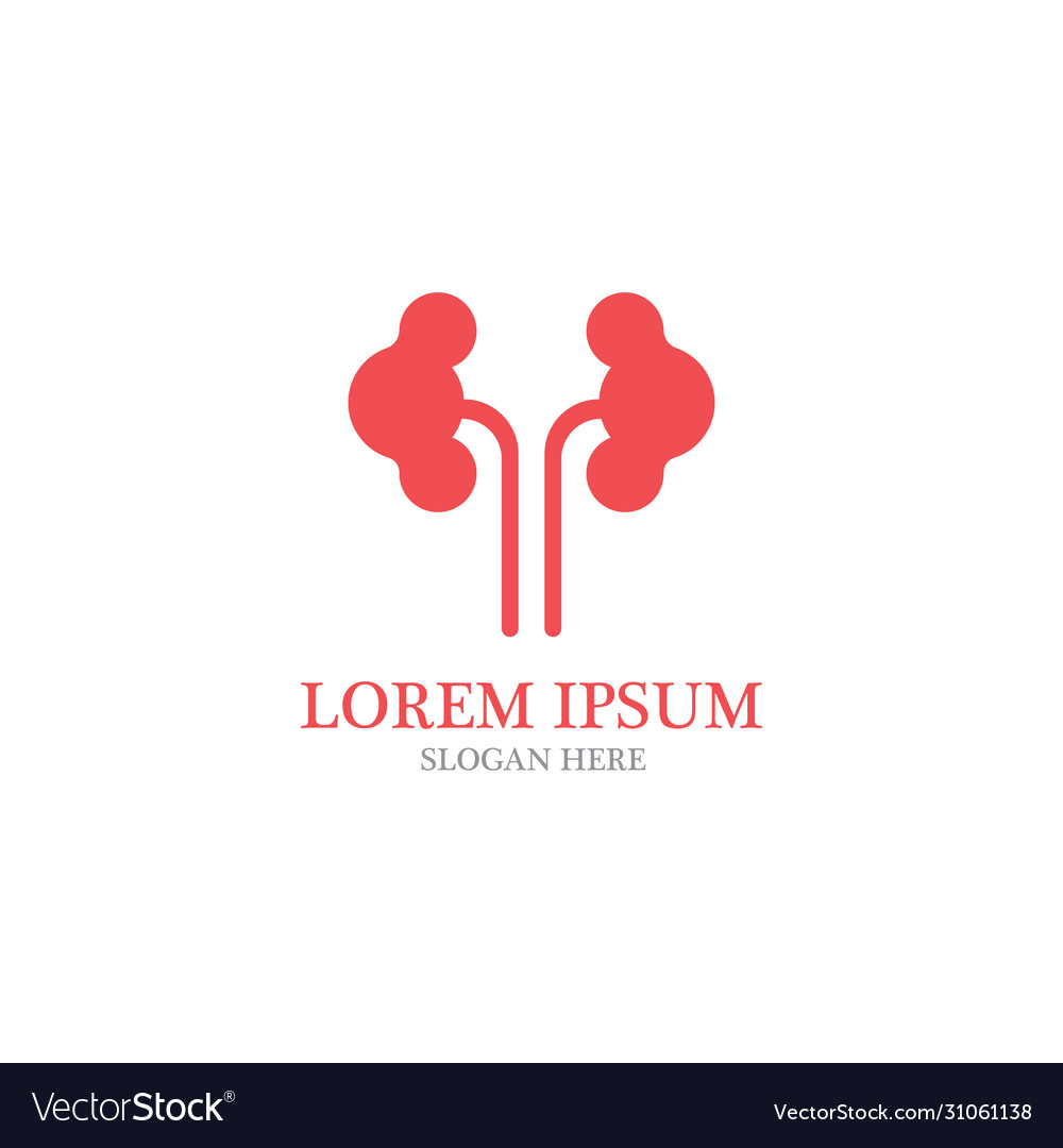 Kidney Royalty Free Vector Image - VectorStock