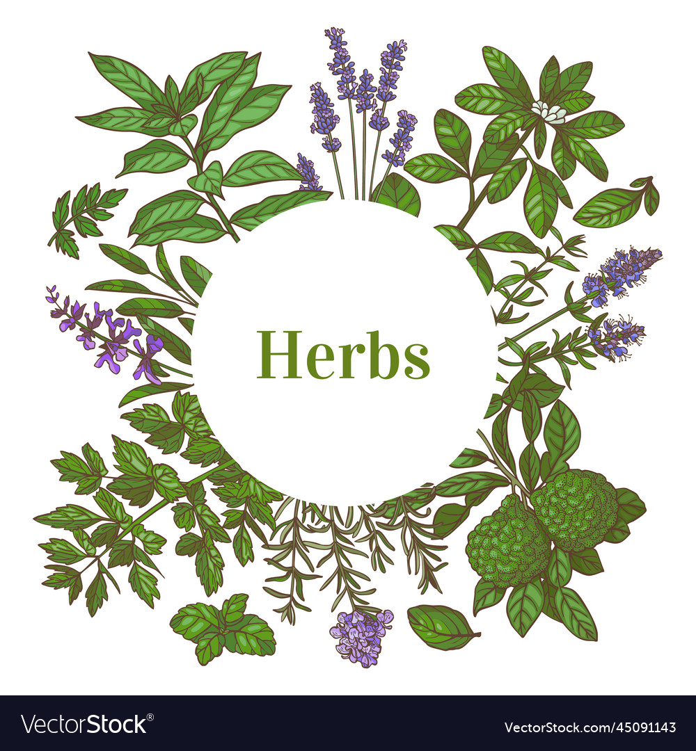 Round template with herbs in hand-drawn style Vector Image